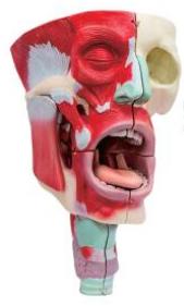 鼻、口、咽喉腔分解模型