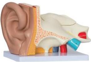 耳（外、中、內）解剖